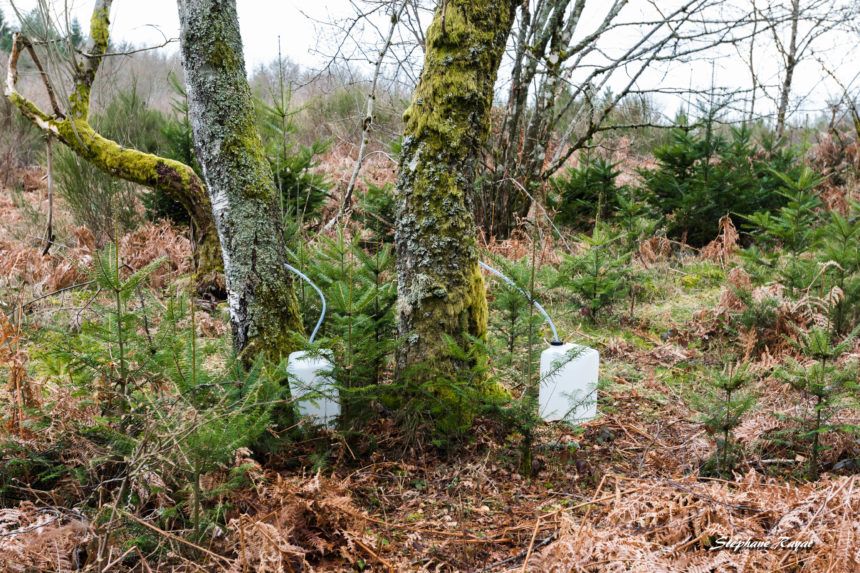 Bétuliculture Boulaie sur le Plateau de Millevaches sève de bouleau bio Ferme de Fardissou