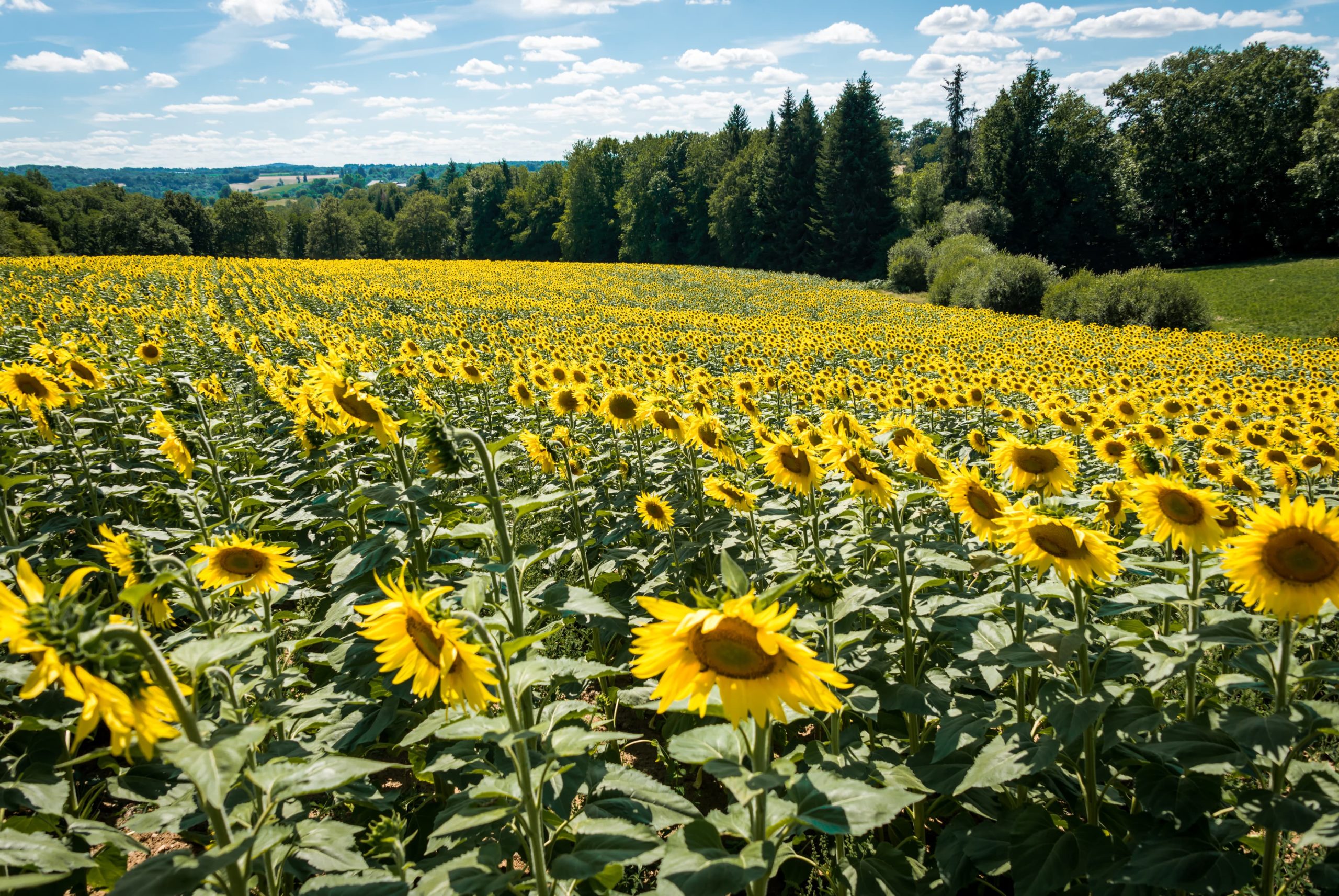 Nos champs de tournesols bio en Limousin, Nouvelle-Aquitaine