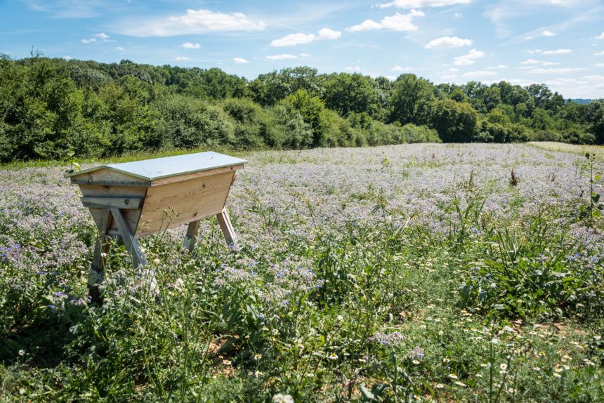 champ de bourrache et ruche