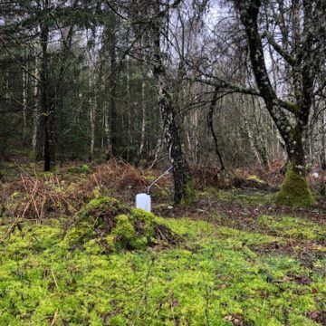 La Ferme de Fardissou récolte la sève de bouleau bio sur le Plateau de Millevaches en Limousin et vous la propose en cure détox de 3 semaines