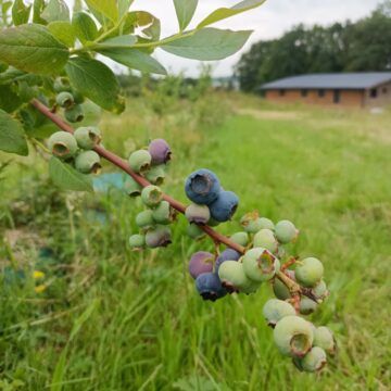 Bientôt la cueillette des framboises et des myrtilles