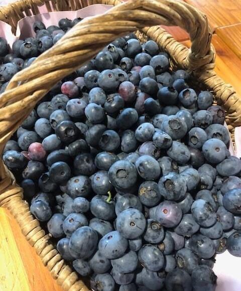 Les cueillettes de petits fruits rouges, c&rsquo;est reparti