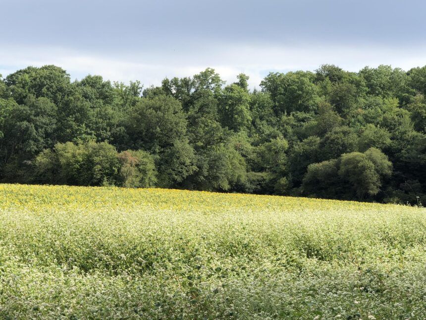 ferme de fardissou tournesol et blé noir A La Ferme de Fardissou, nos champs de blé noir et tournesol bio