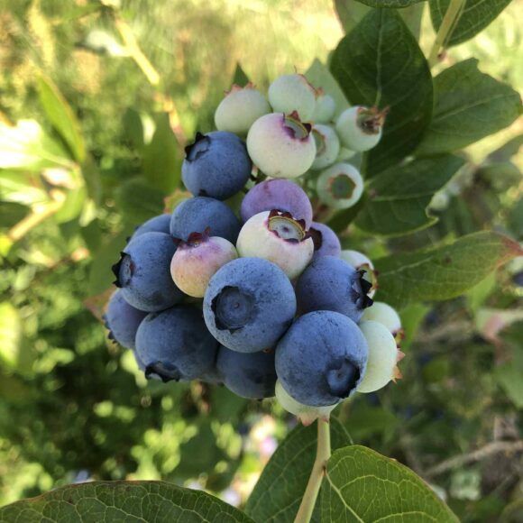 myrtille bio ferme de fardissou Les auto-cueillettes de petits fruits rouges sont terminées