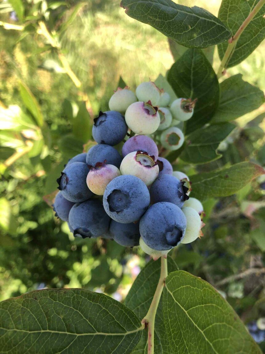 myrtille bio ferme de fardissou Les auto-cueillettes de petits fruits rouges sont terminées